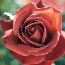 Bí ẩn hoa hồng Pháp trong Pevonia   